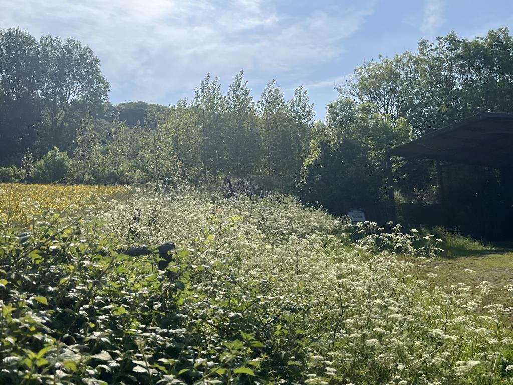 Lot: 80 - LAND AND BARNS WITH PRIOR PLANNING APPROVAL GRANTED - View of the land to the side of the barns